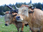 06040031.jpg (15924 octets)