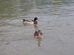 91010025.jpg (13077 octets)