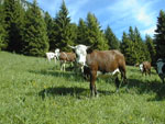 06150038.jpg (12836 octets)