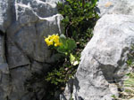 91010002.jpg (11148 octets)